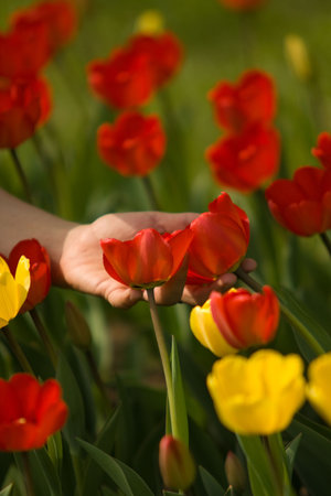 Red Tulips in a handの写真素材