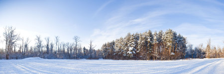Winter landscape panorama - forest and snow