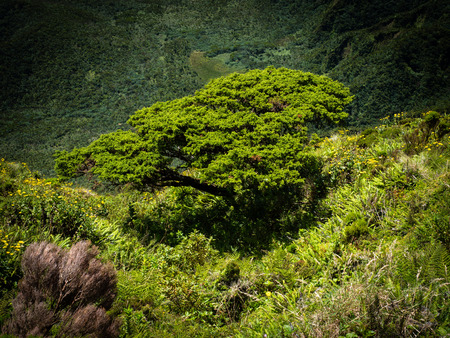 Tree in craterの写真素材