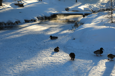 Ducks on a frozen pondの写真素材