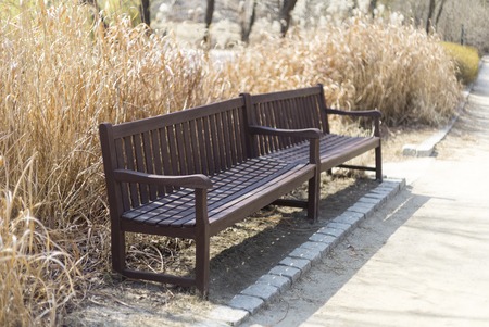 Park in bench and around reeds, beautiful colorful autumn park in sunny day.の写真素材