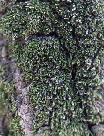 Moss grows heavily on the bark of this tree and creates an appealing textureの写真素材