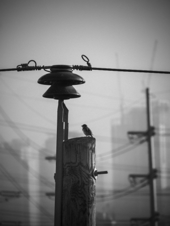 electric birdの写真素材