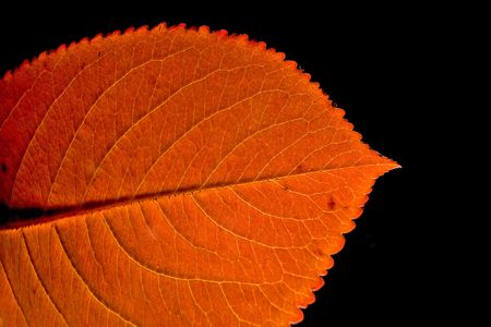 Autumn leafの写真素材