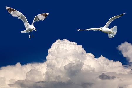 Birds fly in the blue sky over cloudsの写真素材