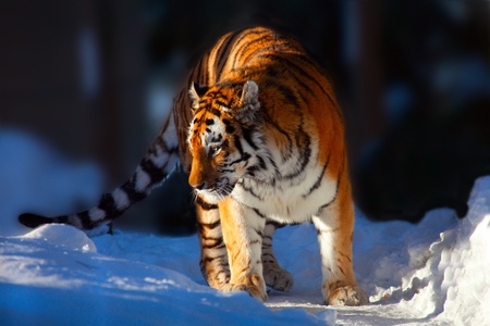 Amur Tiger on white snow during cold winter の写真素材
