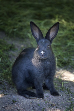 Black rabbit with grass and sandの写真素材