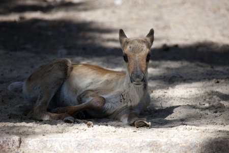 Baby European forest reindeer sits in the zooの写真素材