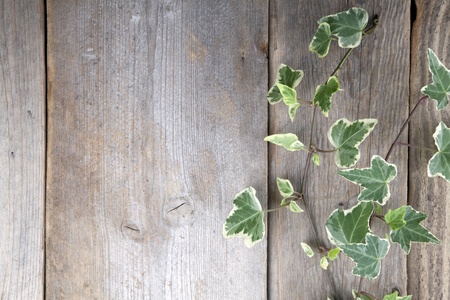 Leaves over wooden background.With copy space の写真素材