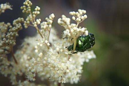 Flower beetle on white flower with dark backgroundの写真素材
