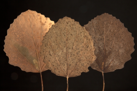 dry fallen autumn leaf with black background の写真素材