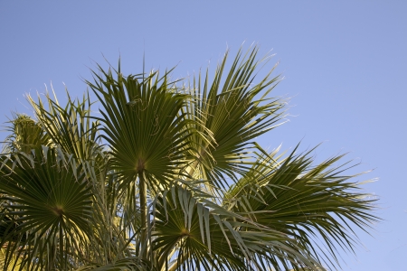 An image of nice palm trees in the blue sunny sky の写真素材