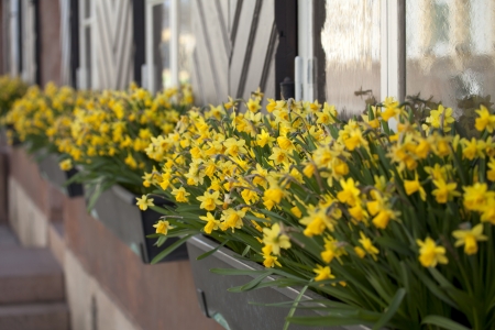 Fowers on window boardの写真素材