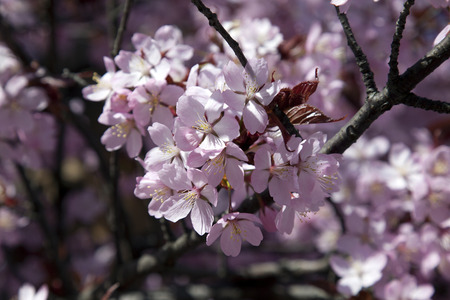 Cherry blossoms in full bloomの写真素材