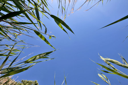 Green plants reed against the blue skyの写真素材