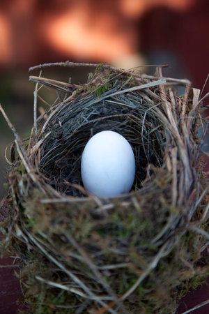 Detail of bird eggs in nest with blur backgroundの写真素材