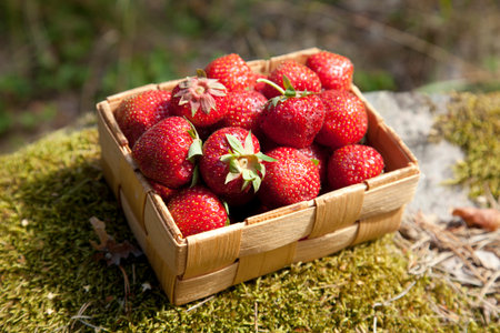  Strawberries in a small wooden basket on mossの写真素材