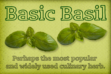 Fresh basil  with textの写真素材