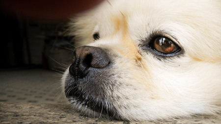Closeup of dog resting on the groundの写真素材