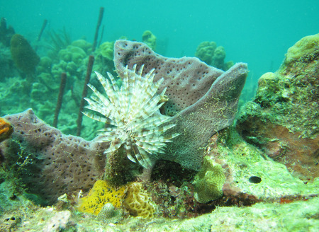 diving underwater in Martiniqueの写真素材