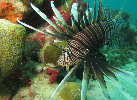dive under sailors caraibesの写真素材