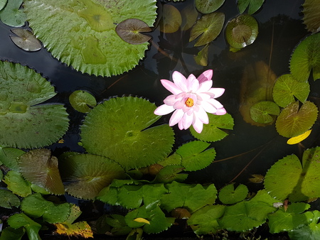 nenufar flowerの写真素材