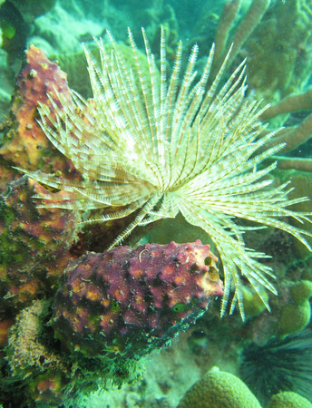 submarine dive in the Caribbeanの写真素材