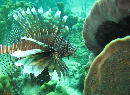 scuba diving in the Caribbeanの写真素材