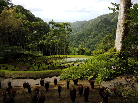 garden of balata martiniqueの写真素材