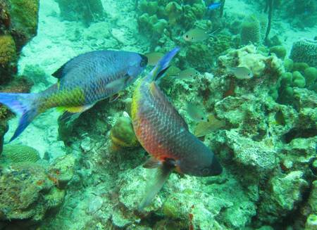 scuba diving in the Caribbeanの写真素材