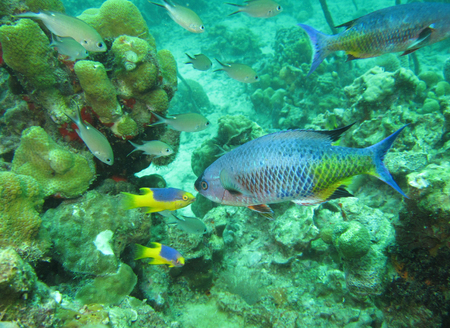 scuba diving in the Caribbeanの写真素材