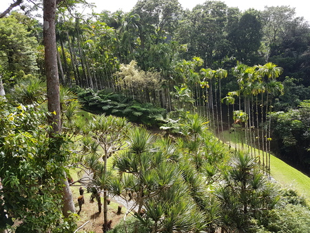 Jaridin from balataの写真素材