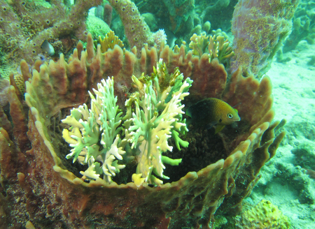 coral dive coral caraibesの写真素材