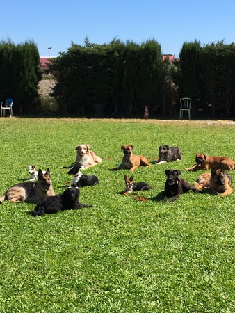 pack of dogs in a parkの写真素材