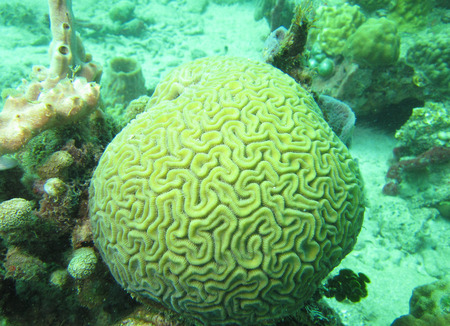 scuba diving caribbeanの写真素材