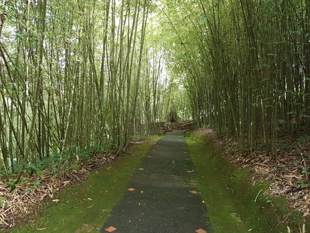 path between bamboosの写真素材