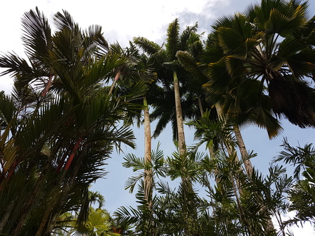 Caribbean palmsの写真素材