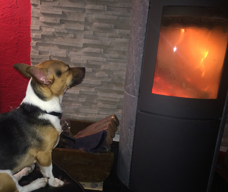 dog that warms up winterの写真素材