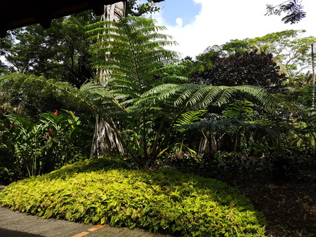 lush caribbean gardenの写真素材