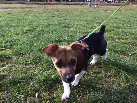 ciot on a leashの写真素材