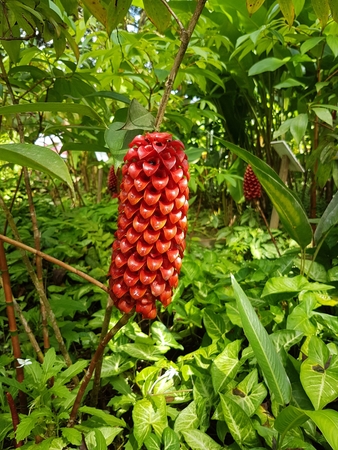 tropical flowerの写真素材