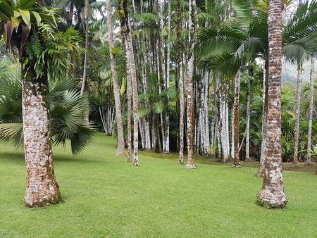 lush caribbean gardenの写真素材