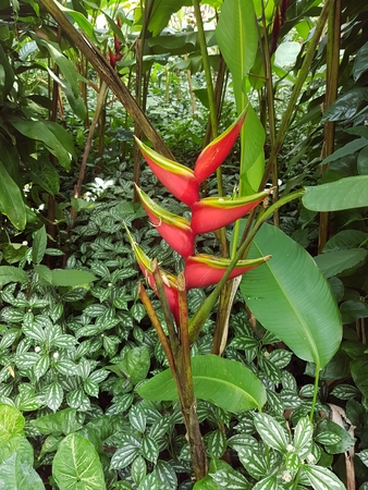 tropical flowerの写真素材