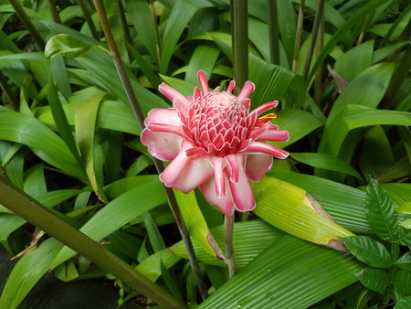 tropical flowerの写真素材