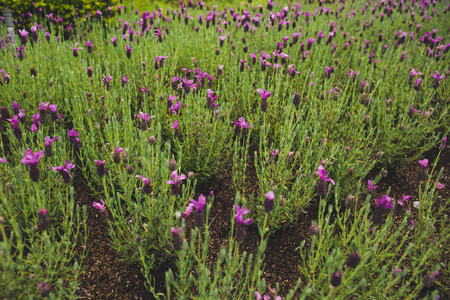 Lavender flowers were seen at the European Garden located in Formosan Aboriginal Culture Village, Taiwan.の写真素材