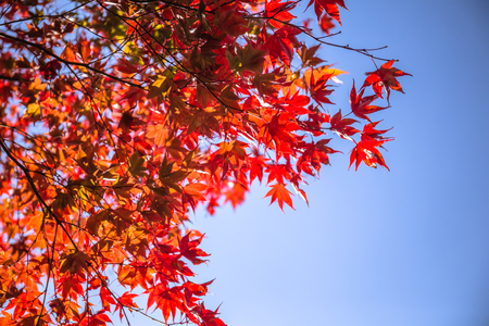 All the maple trees have turn into red foliage during this Autumn season at Fushimi Inari shrine, Kyoto, Japan.の写真素材