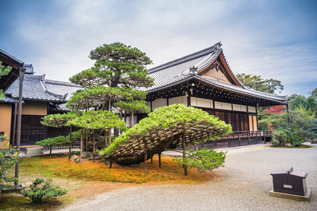Kyoto, Japan - November 22, 2018: A pine tree which is more than 600 years old situated next to the Kinkaku-ji temple.のeditorial素材