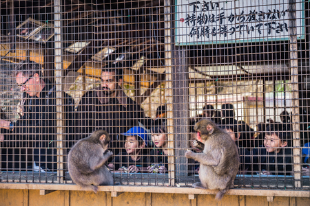 Kyoto, Japan - November 23, 2018: Visitors are able to buy snacks such as peanuts, bananas, and different types of diced fruit to feed the monkey at Iwatayama Monkey Park.のeditorial素材