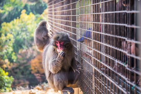 Kyoto, Japan - November 23, 2018: Visitors are able to buy snacks such as peanuts, bananas, and different types of diced fruit to feed the monkey at Iwatayama Monkey Park.のeditorial素材