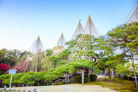 Kanazawa, Japan - November 24, 2018: These spider's web of ropes called yukitsuri, is a technique to prevent the snow from crushing the pine trees at  Kenrokuen Garden.のeditorial素材